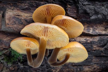 Enokitake, Golden Needle ya da kış mantarı olarak bilinen yenilebilir mantar grubu - ağaç kabuğundaki Flammulina velütipes. Çek Cumhuriyeti, Avrupa.