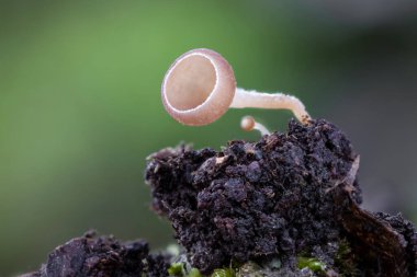 Çok az Ciboria Sp. Mantarlar - Çek Cumhuriyeti, Avrupa