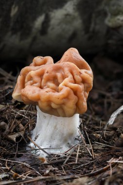 Gyromitra gigas mantarının detaylı görüntüsü, bilinen adıyla devler sahte morel, kar moreli, kardan sahte morel, buzağı beyni veya boğa burnu - Çek Cumhuriyeti, Avrupa