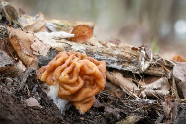 Gyromitra gigas mantarı. Bahar ormanlarında genellikle dev sahte morel ya da kar moreli olarak bilinir. Çek Cumhuriyeti, Avrupa.