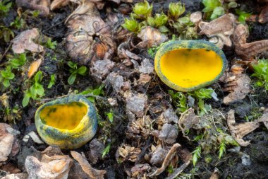 İnanılmaz Caloscypha fulgens mantarları, yaygın olarak bilinen adıyla kar tanesi portakal kabuğu mantarı, bahar portakal kabuğu mantarı, altın bardak veya göz kamaştırıcı bardak. Çek Cumhuriyeti, Avrupa.
