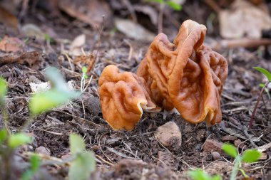 Gyromitra gigas mantarı, yaygın olarak devler olarak bilinen sahte morel veya kar moreli, ve bahar ormanlarında yeşil yapraklar. Çek Cumhuriyeti, Avrupa.