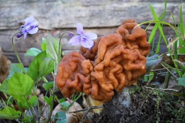 Gyromitra gigas mantarı, yaygın olarak bilinen adıyla dev sahte morel veya kar moreli, yeşil yapraklar ve bahar ormanlarında açan menekşeler. Çek Cumhuriyeti, Avrupa.