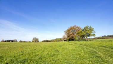 Berrak mavi gökyüzünün altındaki yemyeşil bir arazinin huzurlu manzarası, bu kırsal alanın doğal güzelliğini zenginleştiren ağaçlar, doğa severler ve meraklıları için mükemmel..