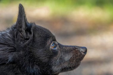 Schipperke adında bulanık bir geçmişi olan siyah bir köpeğin yakın plan portresi.