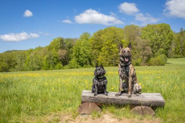Muhteşem bir bahar manzarasında Schipperke ve Dutch Shepherd 'ın portresi. Yatay versiyonu. Çek Cumhuriyeti, Avrupa.