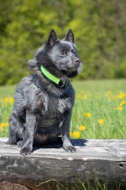 Schipperke adında kara bir köpek, baharda doğayla iç içe olan tahta bankta oturuyor. Çek Cumhuriyeti, Avrupa