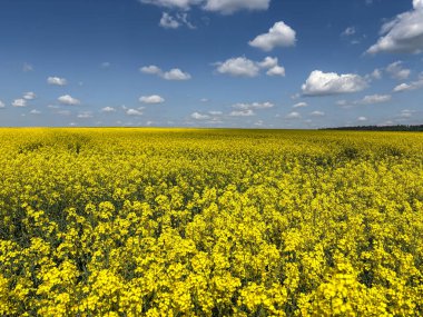 Uçsuz bucaksız bir sarı çiçek, tüylü beyaz bulutlarla benekli mavi gökyüzüne doğru uzanır, neşeyi, bolluğu ve çiçek açan doğanın güzelliğini simgeler..