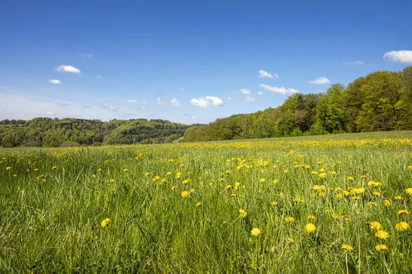 Güneşli bir gökyüzünün altında çiçek açan karahindibalarla dolu parlak ve neşeli bir çayır baharda açan doğanın güzelliğini ve neşesini sembolize ediyor. Çek Cumhuriyeti.