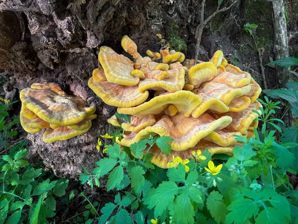 Yenebilir mantar Laetiporus sülfür genellikle orman yengeci, sülfür polipori veya eski ağaç gövdesindeki orman tavuğu olarak bilinir - Çek Cumhuriyeti, Avrupa