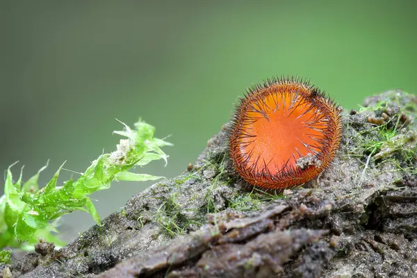 Bulanık yeşil bir geçmişi olan Scutellinia mantarının Macro çekimi - Çek Cumhuriyeti, Avrupa