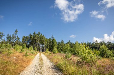 Canlı yeşil bir ormanın içinden geçen sakin bir çakıl yolu, kaşifleri ve doğa meraklılarını doğal güzelliğin ortasındaki açık hava maceralarına davet ediyor. Çek Cumhuriyeti, Avrupa.
