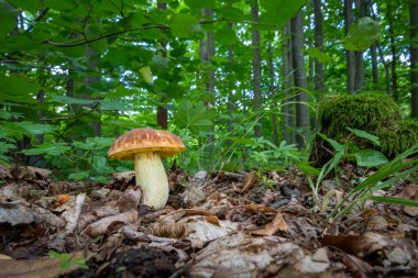 Yeşil yaprak döken ormanda nadir bulunan mantar hemileccinum depilatum ile yaşam devam ediyor - Çek Cumhuriyeti, Avrupa
