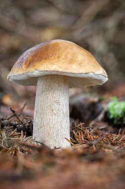 Yeşil yosun ve hasır sepette harika bir çörek mantarı - Çek Cumhuriyeti, Avrupa 'da mantar avı