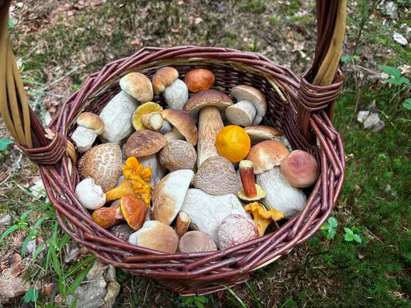 Yeşil yosunlu yenilebilir mantarlı hasır sepet. Çek Cumhuriyeti, Avrupa 'da yaz mantar avının sonucu