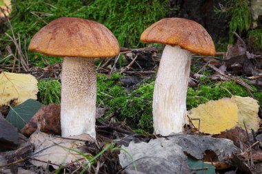 Renkli sonbahar ormanlarından iki güzel, yenilebilir portakal ağacı paleti (Leccinum rufum) - Çek Cumhuriyeti, Avrupa