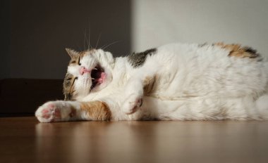 Gülümseyen kedi uzanır ve güneşin tadını çıkarır.
