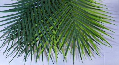 Beyaz arka plan üzerinde palmiye ağacının yaprakları