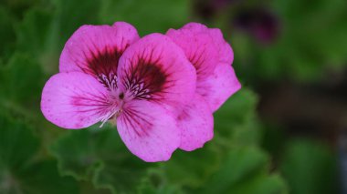 Sardunya çiçeğinin üzerinde makro çekim