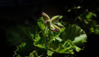 Sardunya çiçeği tomurcukları üzerinde makro çekim