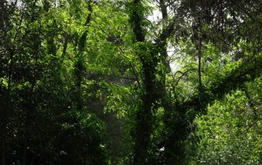 Ormanın güzel manzarası