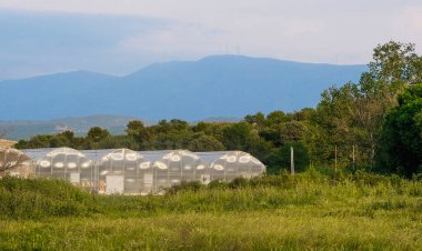 Sahadaki sera - sera