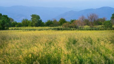Ağaçlar ve dağlarla dolu güzel bir arazi manzarası
