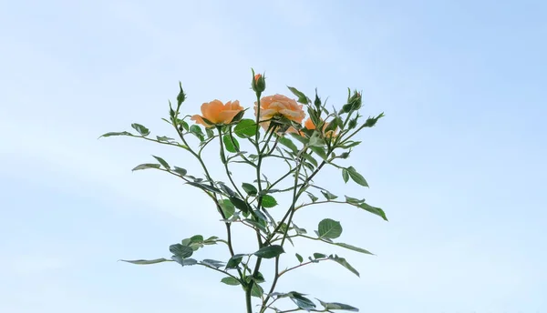 beautiful rose plant on the blue sky background
