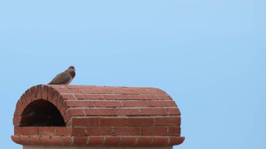 Eski bir tuğla evin çatısındaki güvercin. 