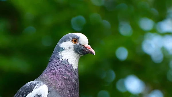 緑の庭に閉じ込められた鳩の選択的フォーカスショット — ストック写真