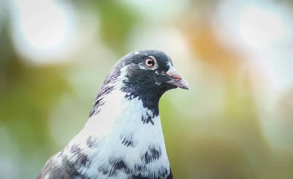공원에 비둘기의 — 스톡 사진