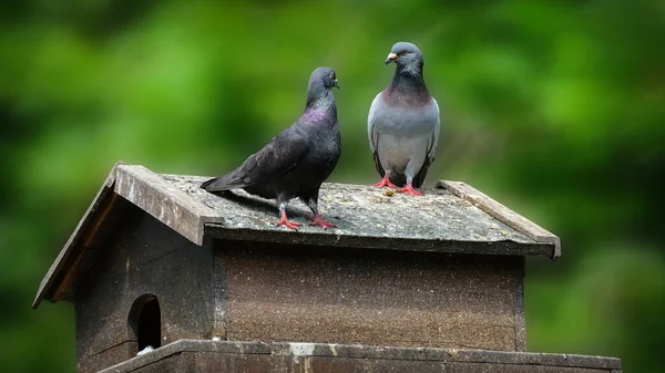 Beau Pigeon Sur Toit Maison — Photo