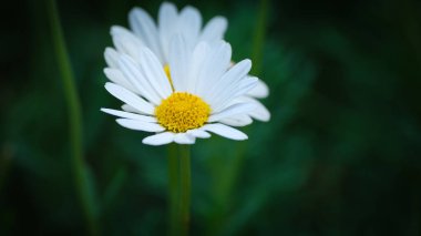 Bahçedeki güzel beyaz çiçek 