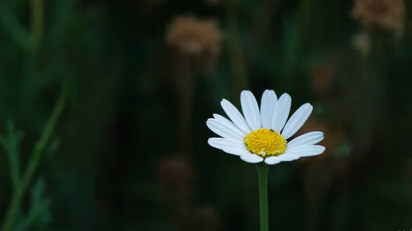 Λευκή Μαργαρίτα Στον Κήπο — Φωτογραφία Αρχείου