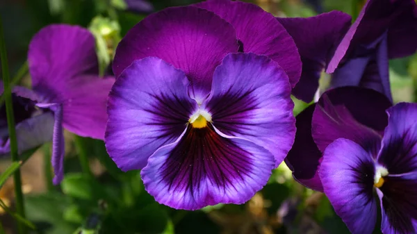 Вертикальний Вибірковий Фокус Знімок Красивих Фіолетових Квітів Ростуть Саду — стокове фото