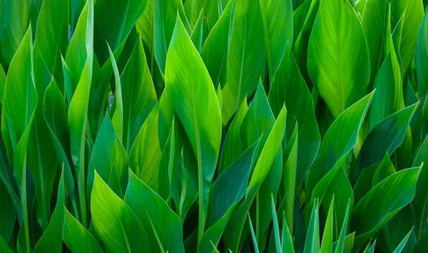 Tropické Zelené Listy Pozadí — Stock fotografie