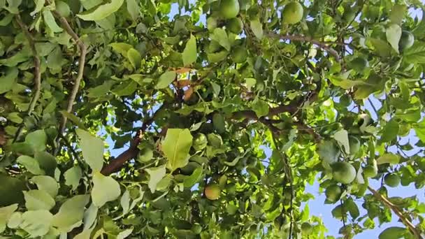 Kamera Bewegt Sich Auf Orangenbaum Mit Unreifen Früchten Ast — Stockvideo