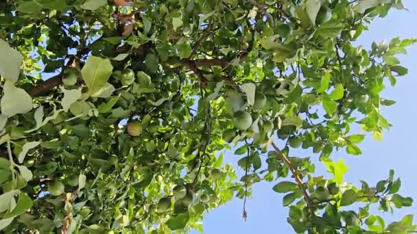 Aparat Fotograficzny Poruszający Się Drzewie Pomarańczowym Niedojrzałymi Owocami Gałęzi — Wideo stockowe
