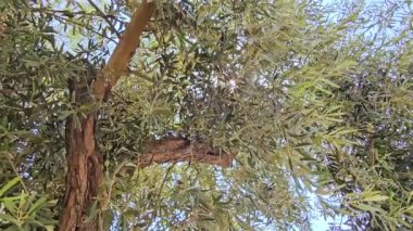 Zeytin ağacının dallarında parlayan güneş ışığı