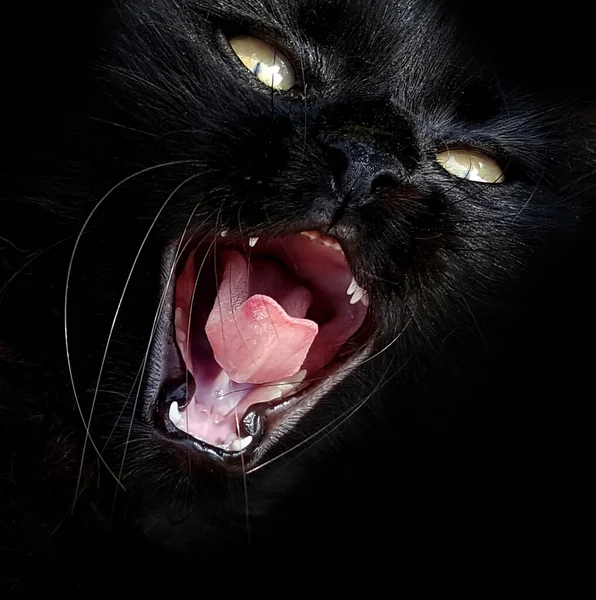 Hermoso Bostezo Verde Ojos Gato Negro — Foto de Stock