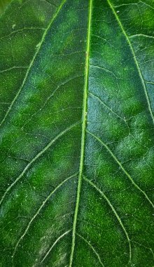 Yeşil yaprak detay arkaplanı, makro çekim