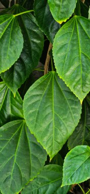green leaves background, nature background