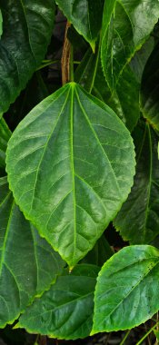 green leaves background, nature background