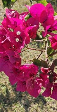 Güzel pembe bougainvillea 'ya yakın çekim. 