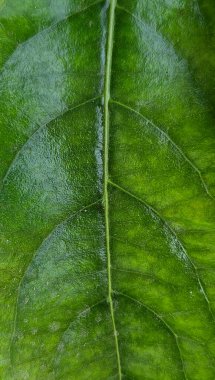 Yeşil yaprak detay arkaplanı, makro çekim