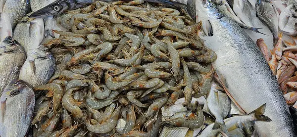 stock image fresh fish and shrimps on the stand