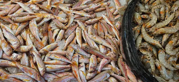 stock image fresh fish and shrimps on the stand