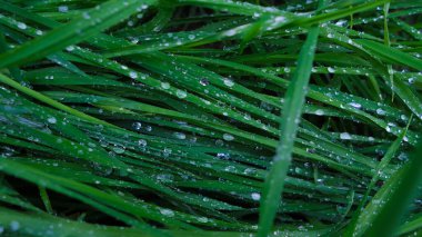 Su damlacıkları olan bir demet çimen.