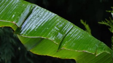 Muz ağacı yağmurun altında