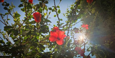 Bahçede kırmızı gül ve güneş